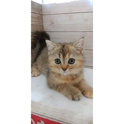 KUCING KITTEN BSH GOLDEN || BRITISH SHORT HAIR NON PED