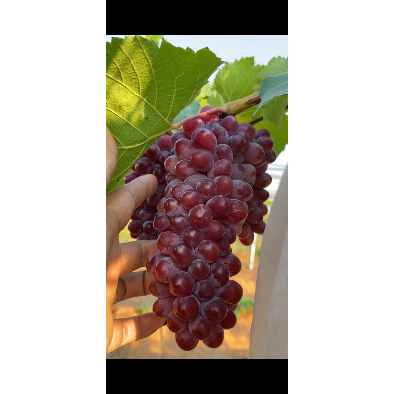 TERBAIK Bibit Anggur Jupiter Premium Benih Buah Anggur Bibit Tanaman Anggur Hijau Import Berkualitas