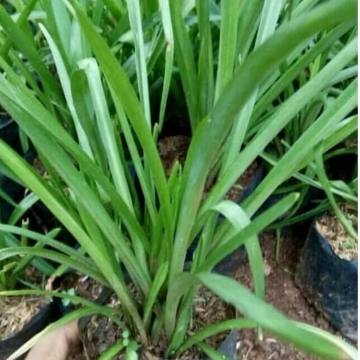 Pohon bunga sedap malam  dewasa / tanaman bunga sedap malam