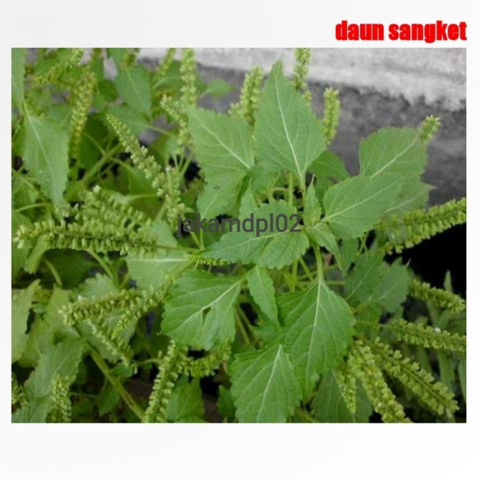 

Daun Sangket 1 Kg Godong Sanket Tanaman Herbal Pure Organik Nusantara