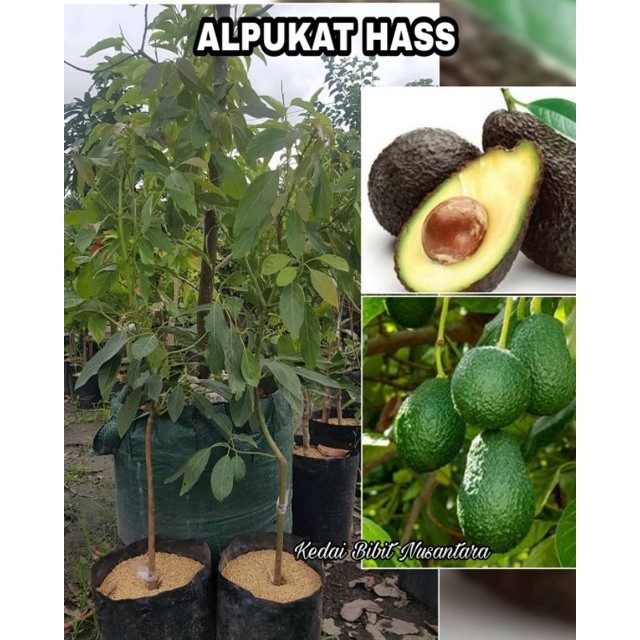 Bibit Buah Alpukat Hass Asli
