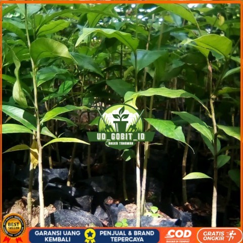 BIBIT TANAMAN KAYU GAHARU/ POHON GAHARU KALIMANTAN Bibit Tanaman Super Unggul UD GOBIT ID