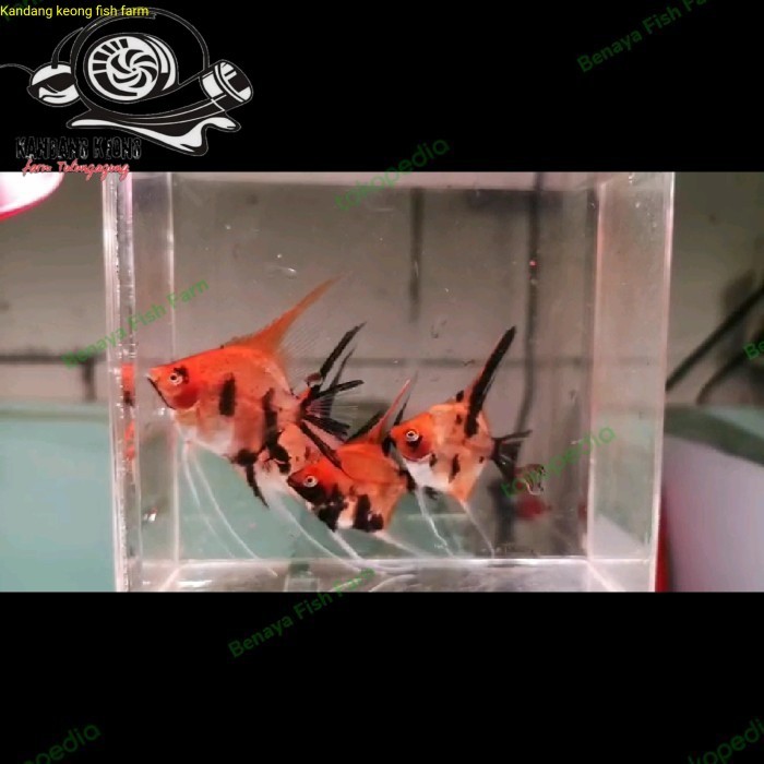 Paket Ikan Manfish Red Devil Isi 5 Ekor TERJAMIN Kebutuhan aquarium