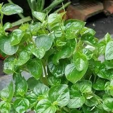 

PROMO COD Daun Sirih Cina Segar Ketumpang Air 250 Gram TERLARIS