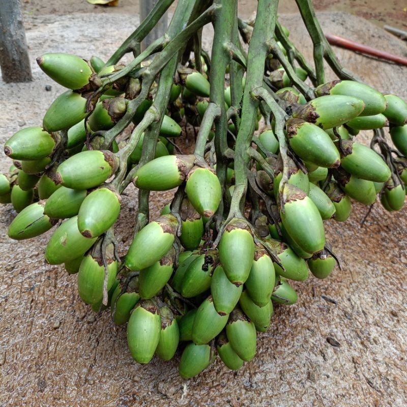 

STAMINA HERBAL PRIA Buah Pinang Muda Per 1 kg Fresh
