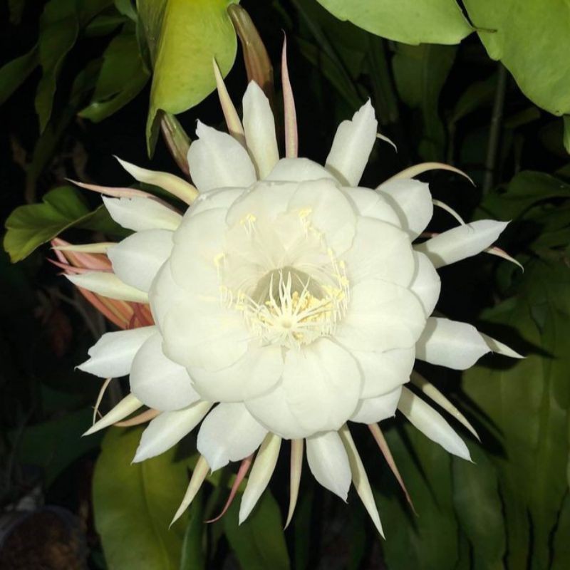 Tanaman Hias Wijaya Kusuma Bunga Putih Besar/tanaman hidup wijaya kusuma