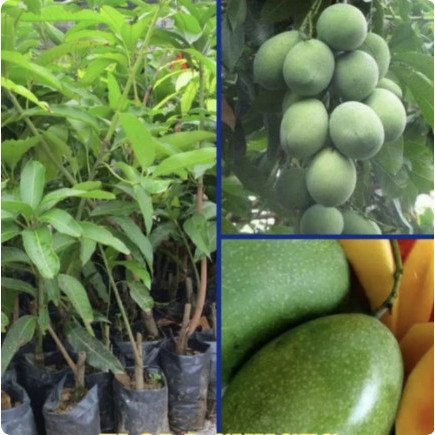 Bibit Tanaman Mangga Manalagi hasil Okulasi//cangkok - mangga apel
