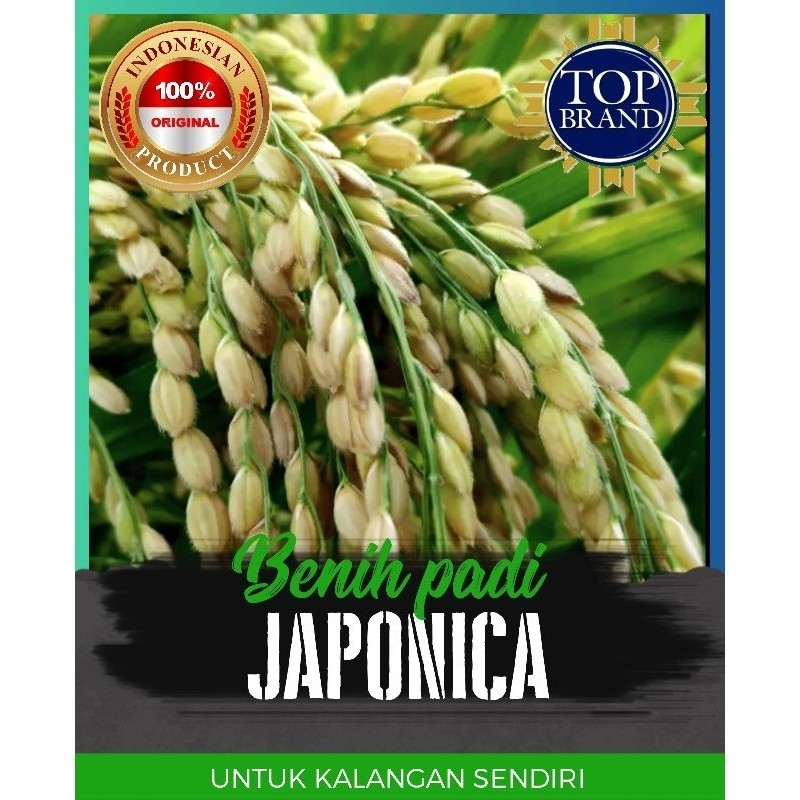 benih padi japonica 1kg