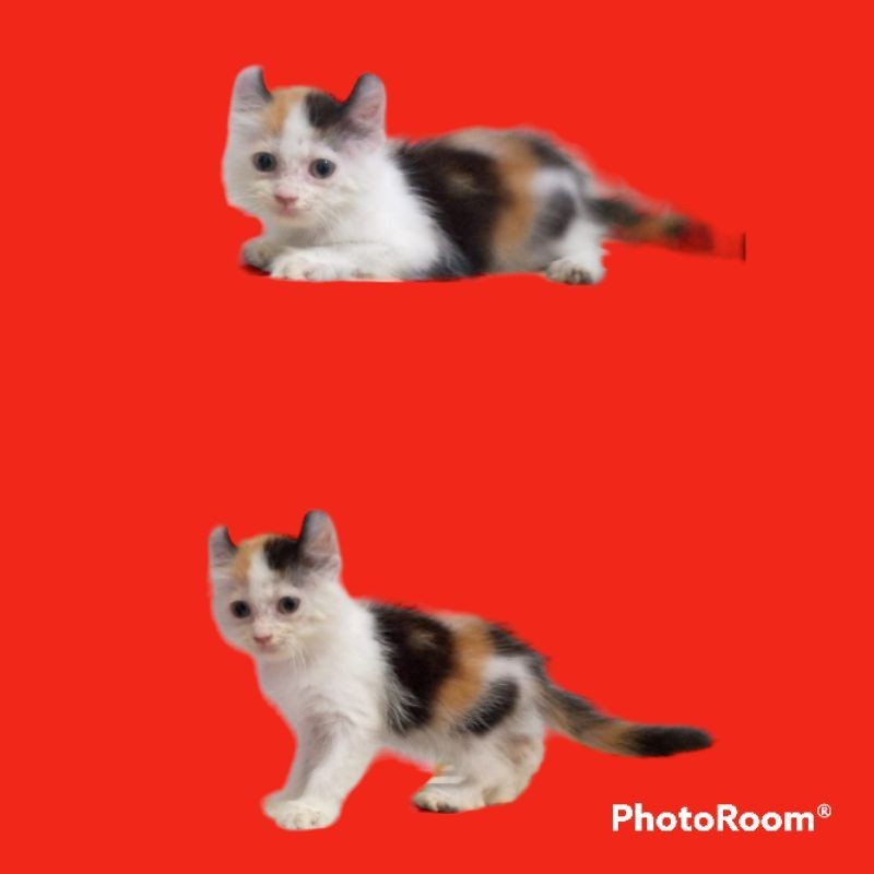 Promo diskon 65% Kucing Persia American Curl |Free Ongkirs dan Kranjangs