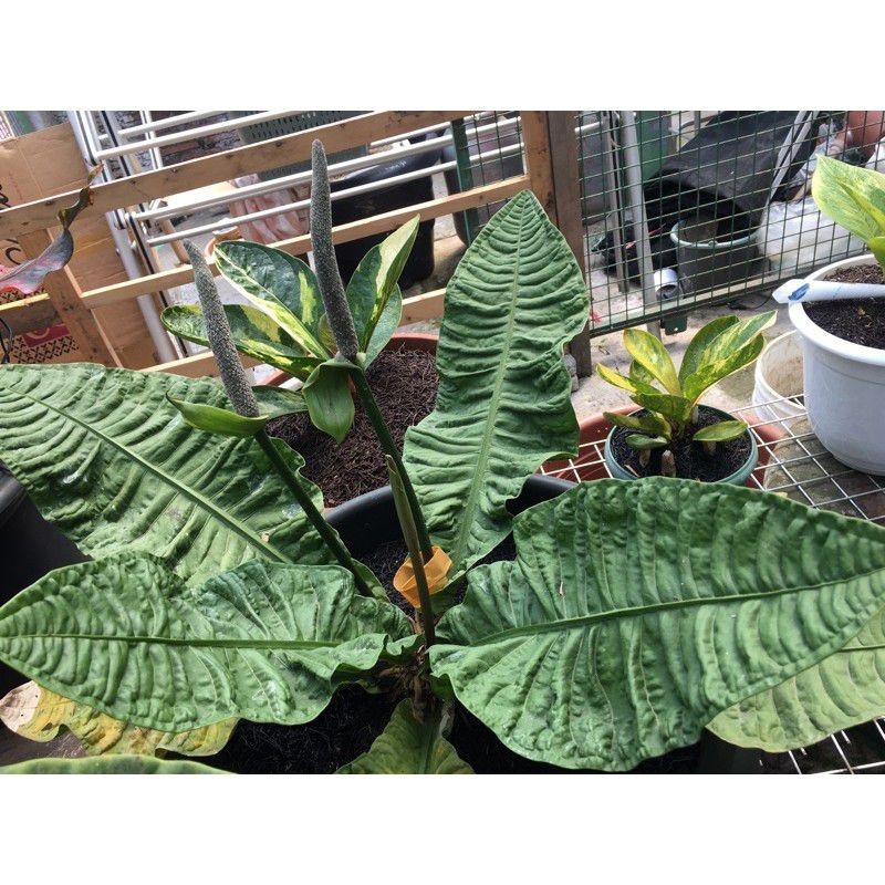 2 Biji Bibit Antorium Reflexinervium ORI...