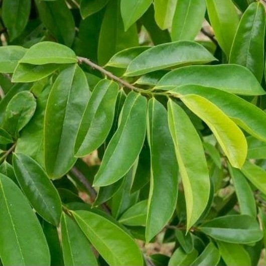 

Daun Sirsak Herbal Segar Hijau Non Kimia 100Lembar Langsung di petik