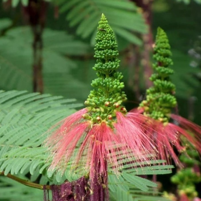 PAKET 100 Bibit Kaliandra Pagoda / Kaliandra Merah