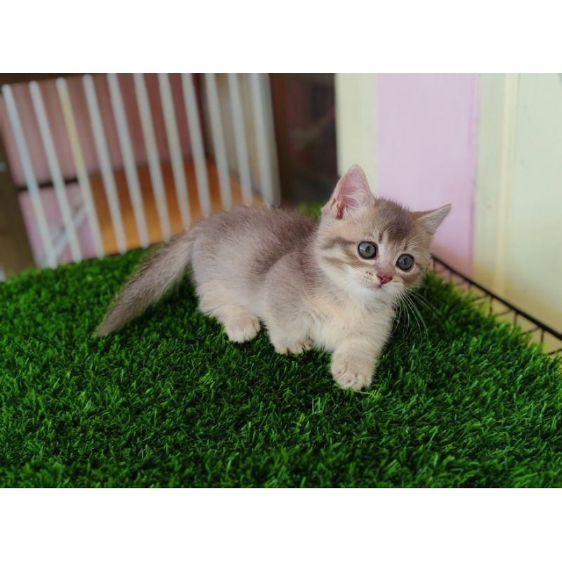 Kucing kitten munchkin BSH Blue golden/ British shorthair cebol (bisa payletter)