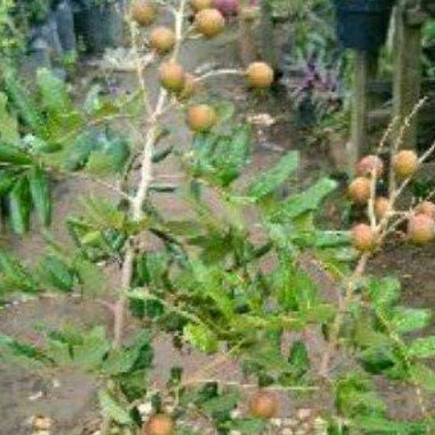 Pohon Kelengkeng sudah berbuah