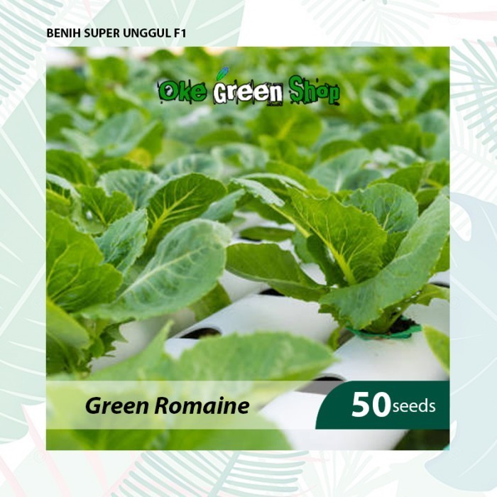 Benih Seribuan - 50 Biji Benih Bibit Selada Green Romaine Unggul