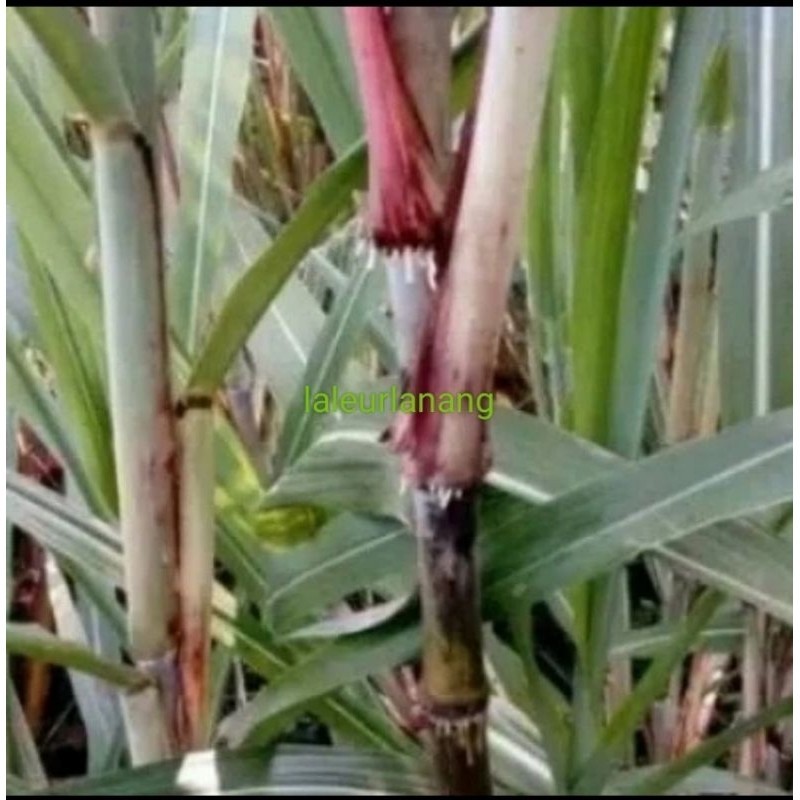 Bibit telur tebu, bibit terubuk sayur