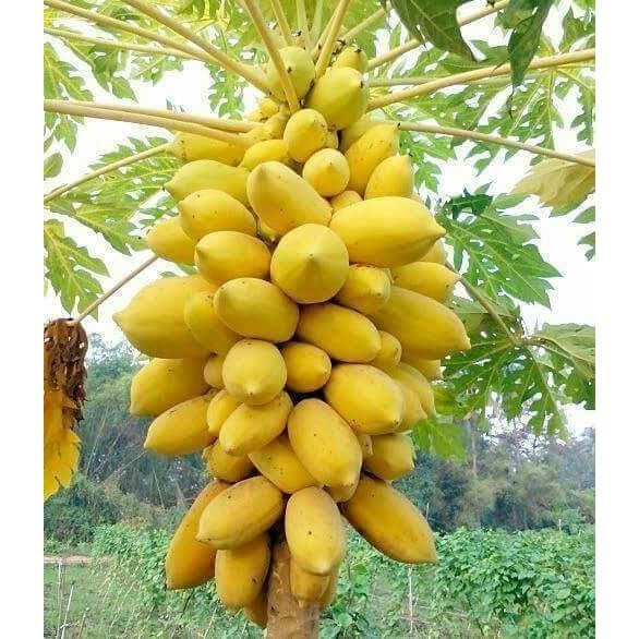 25 BIBIT biji PEPAYA EMAS /PEPAYA GOLDEN AMERICAN//COD