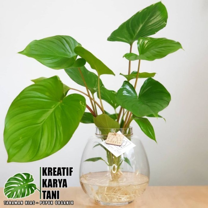 BISA COD Tanaman media air - Hamalomena Tanaman hidup di air