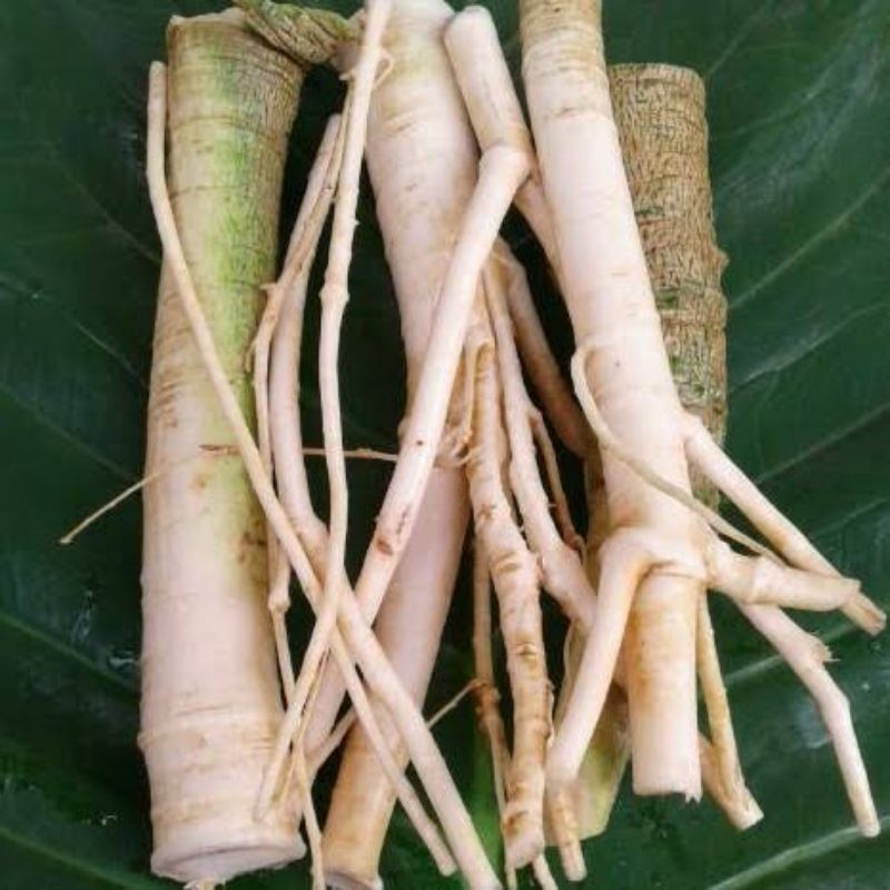 

akar pepaya segar 500 gr