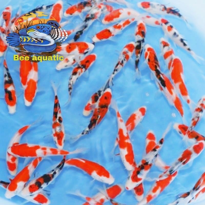 Hiasan kolam KOI Blitar Grade A isi 3 ekor ukuran 13-15 cm + BONUS PAKAN IKAN