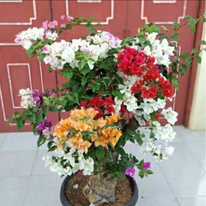 Promo Termurah Tanaman Hias Bougenville 5 Warna Tanaman Hias Bougenville 5 Warna