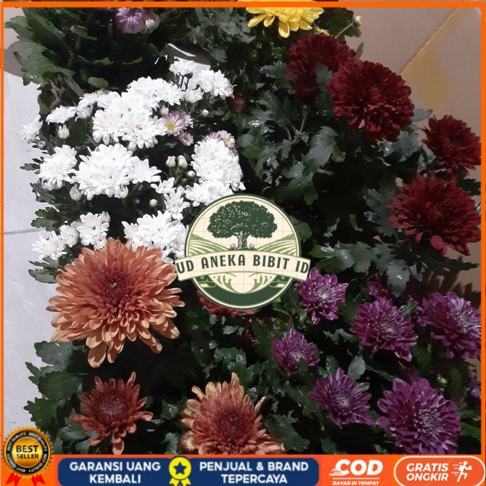 BIBIT BUNGA KRISAN SUDAH BERBUNGA Bibit Tanaman Super Unggul UD ANEKA BIBIT ID