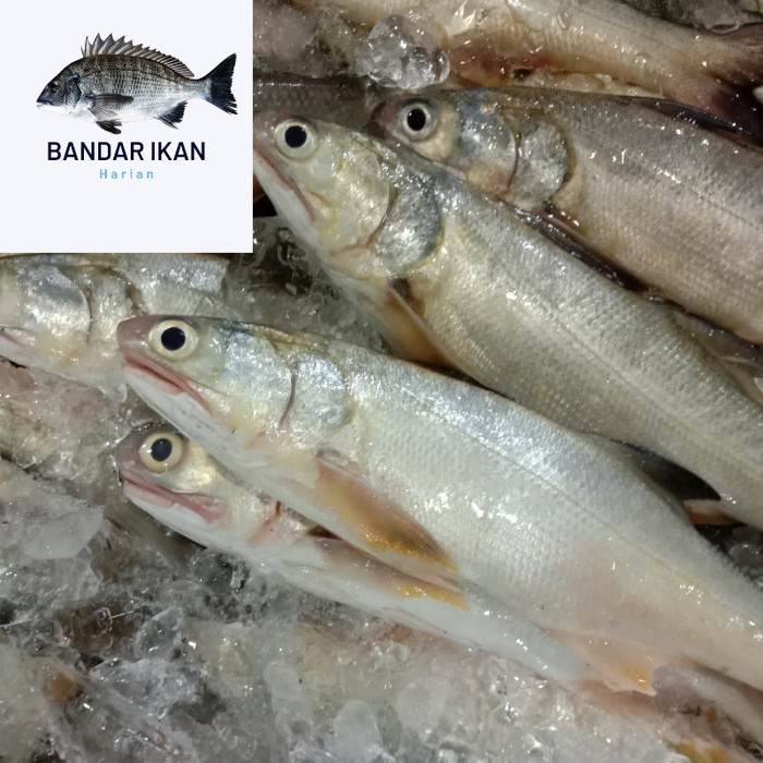 

Ikan Senangin Segar Fresh Dan Berkualitas