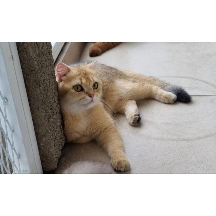 kucing bsh golden female siap jdi indukan / free aksesoris / cat