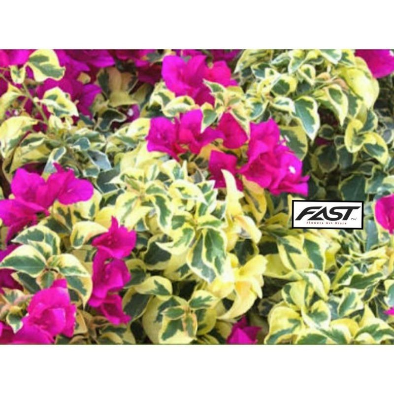 Tanaman Hias Bibit Bunga Bougenville Varigata Bunga Pink - Gemvil Varigata