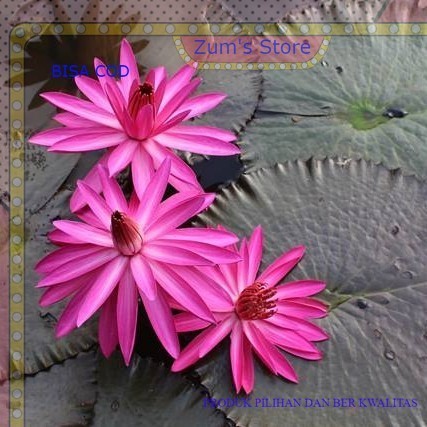 Ready Teratai rubra merah bunga besar daun merah/ Tanaman hias teratai merah