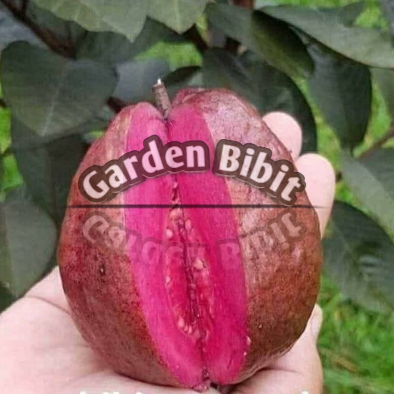 bibit jambu kristal merah  Australia
