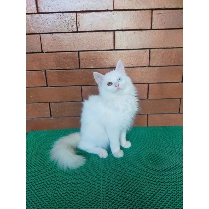 kucing Persia maincone odd eye bigbone white