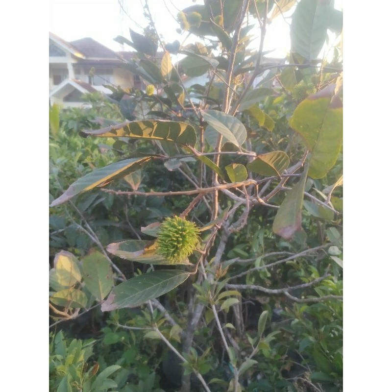 Pohon Rambutan Binjai Sudah Berbuah