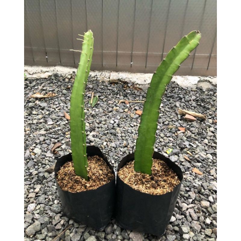 Bibit Buah Naga Putih