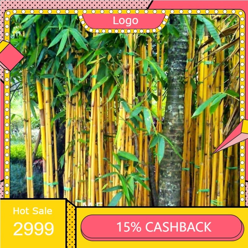 BIBIT BAMBU KUNING ASLI TANAMAN HIAS BAMBU KUNING