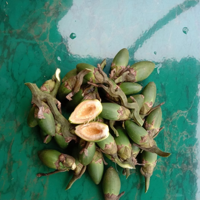 

buah pinang muda cengkir herbal segar 1kg