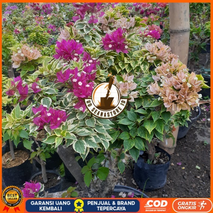TANAMAN HIAS BOUGENVILLE SINGAPORE FULL BUNGA BATANG BESAR CANTIK Bibit Tanaman Super Unggul UD SEAN
