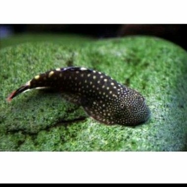 PROMO GACORR borneo sucker ikan hias sapu sapu borneo lokal bogor sapu2 borneosucker