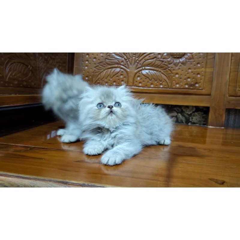 [ Free Ongkir Sejabodetabek] kucing Kitten Persia Peak nose Super Gembul ( Long Hair ) 2.5 Bln