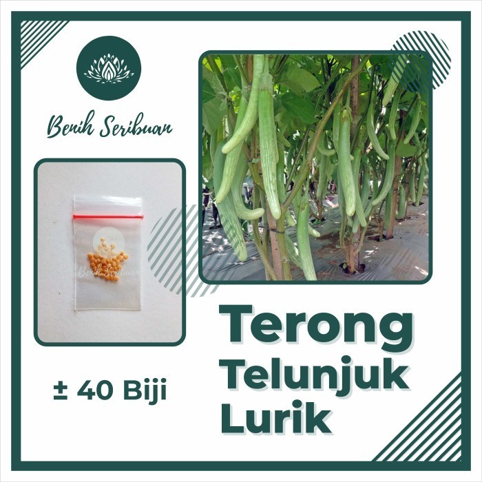 40 Biji Terong Telunjuk Panjang Sayuran Tunjuk Lurik Medan Bibit Sayur - TERONG TELUNJUK