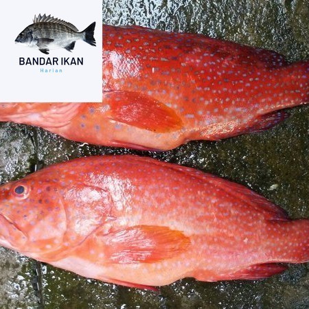 

Ikan Kerapu Lodi Segar Fresh Dan Berkualitas