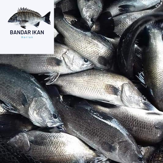 

Ikan Kakap Putih Segar Fresh Dan Berkualitas