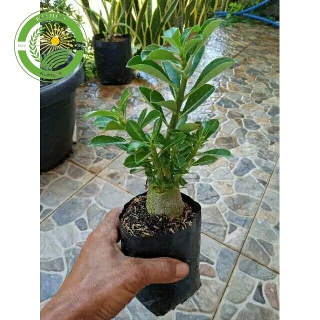 PROMO BONSAI ADENIUM ARABICUM-bibit tanaman bonsai adenium arabicum