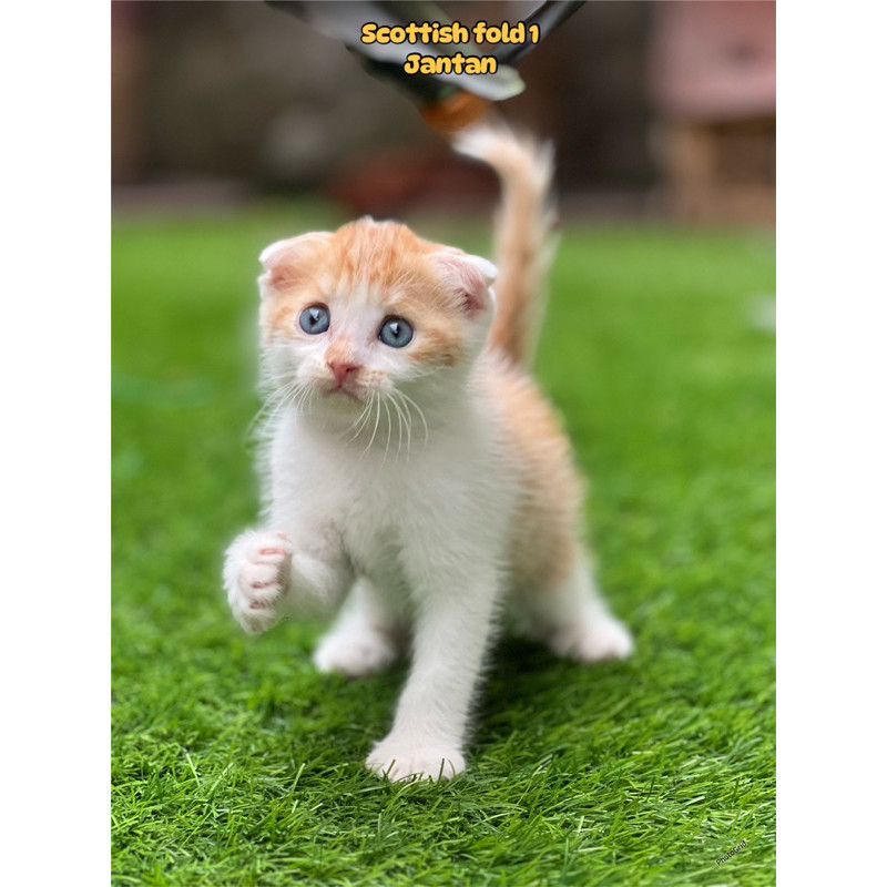 Kucing Persia Himalaya Ragdoll Peaknose British shorthair Mainecoon sphinx bengal