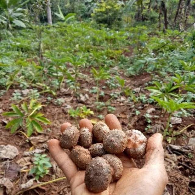 

BIBIT BULBIL KATAK PALING MURAH | LEBIH HEMAT | ASLI DORMAN | HARGA ECER