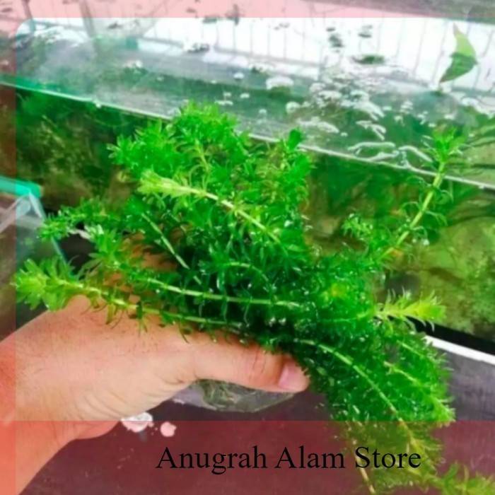 Ready Ganggang Tanaman Air Hydrilla - Ganggang Air