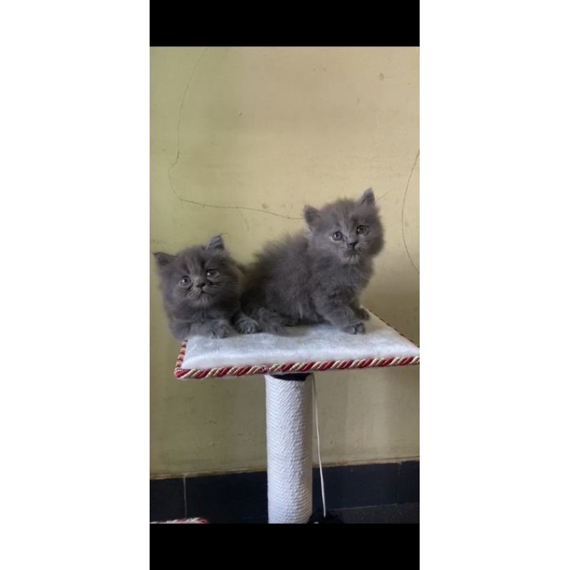 KUCING KITTEN BRITISH SHORT HAIR/ BSH