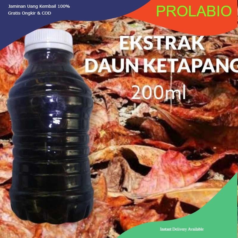 extrak daun ketapang laut 200 ml