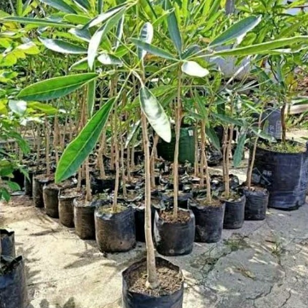 Pohon Tabebuya 1 meter