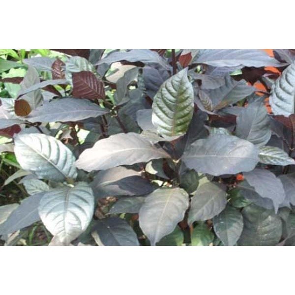 Bibit Daun Ungu / Daun Handeuleum Obat Wasir Ambeyen